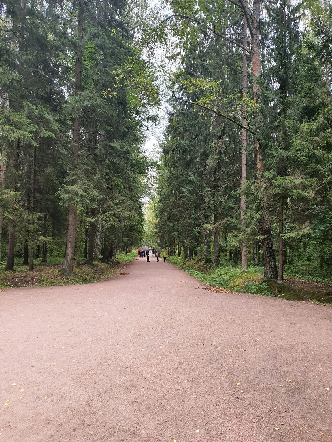 Маршрут «Большая Кузьминка — Павловск», 8,1 км