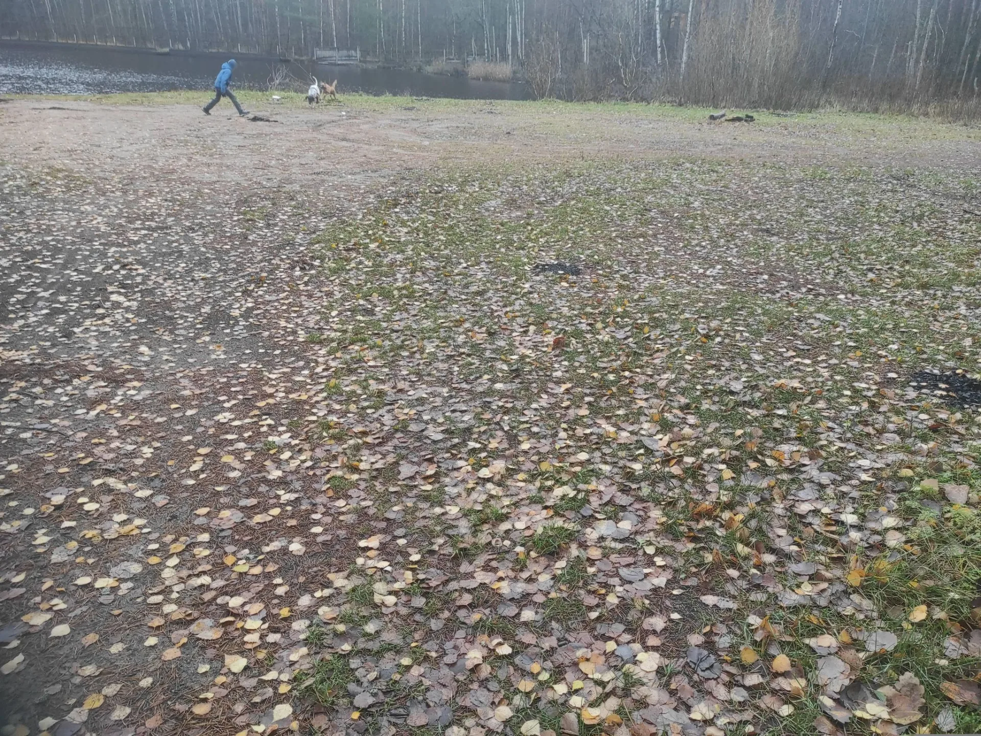 Маршрут «Янино — Колтуши», 11,1 км