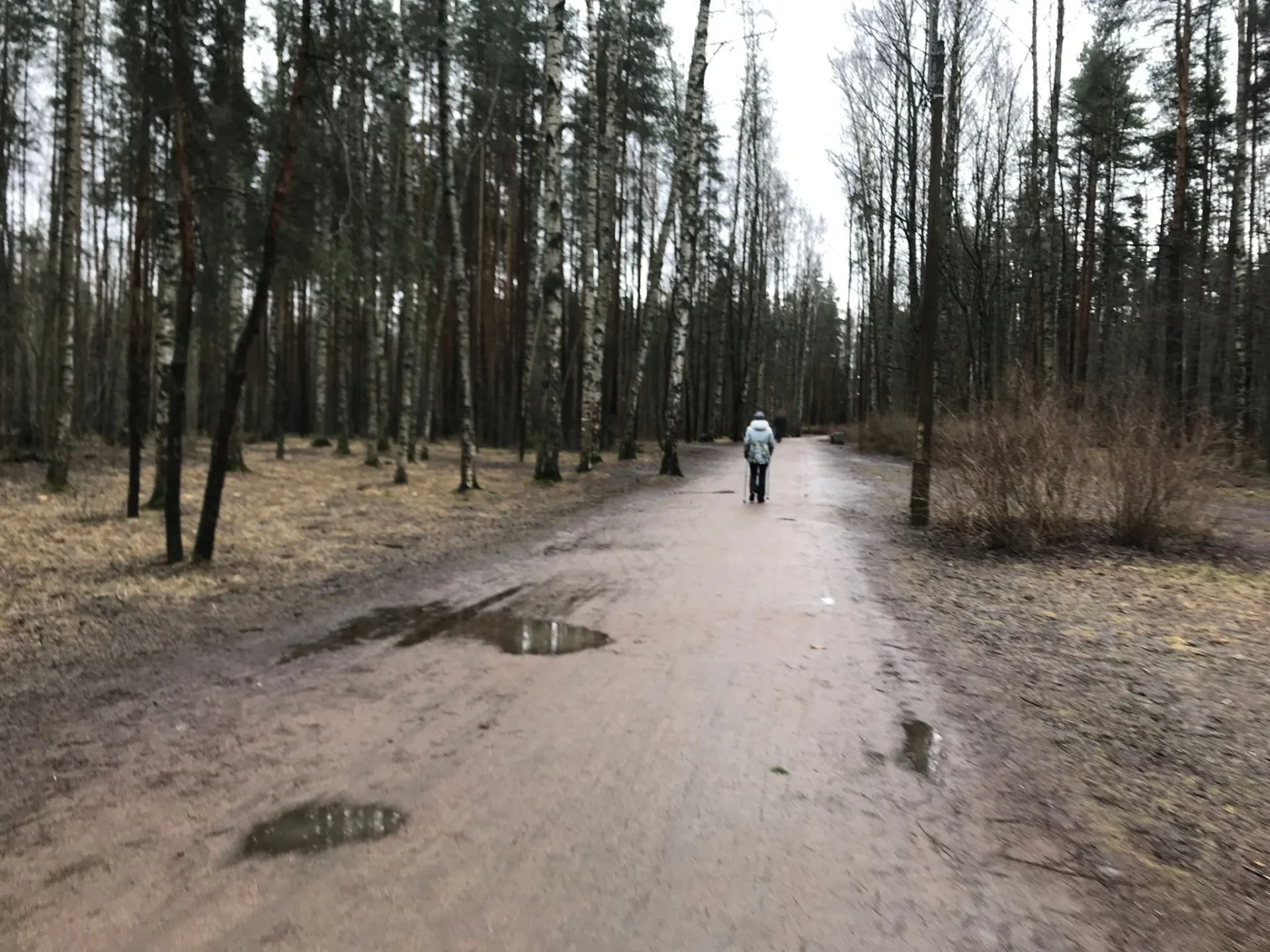 Маршрут «От Кушелевки до Сосновки», 6,3 км