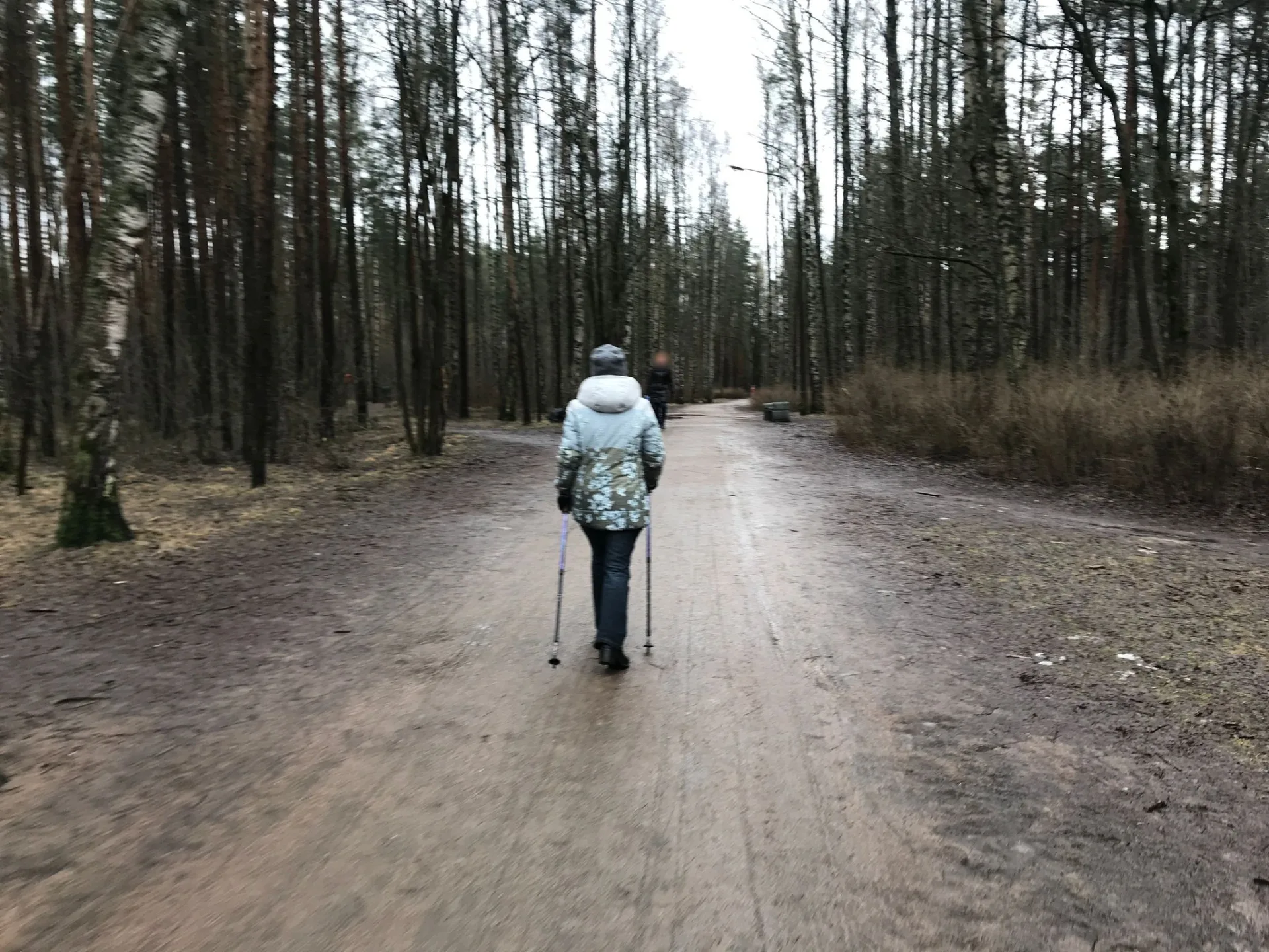 Маршрут «Петля по Сосновке», 5,3 км