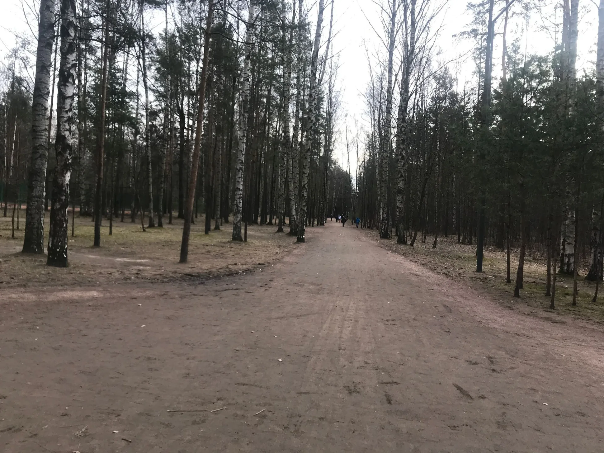 Маршрут «Петля по Сосновке», 5,6 км