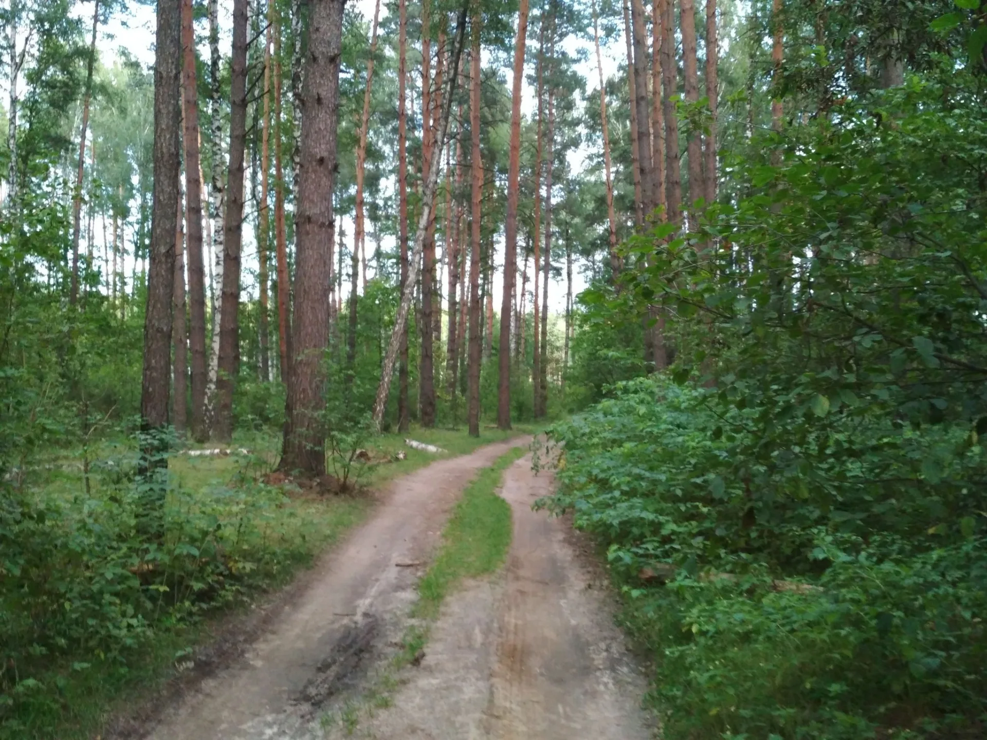 Маршрут «Солотча — Полково», 15,2 км