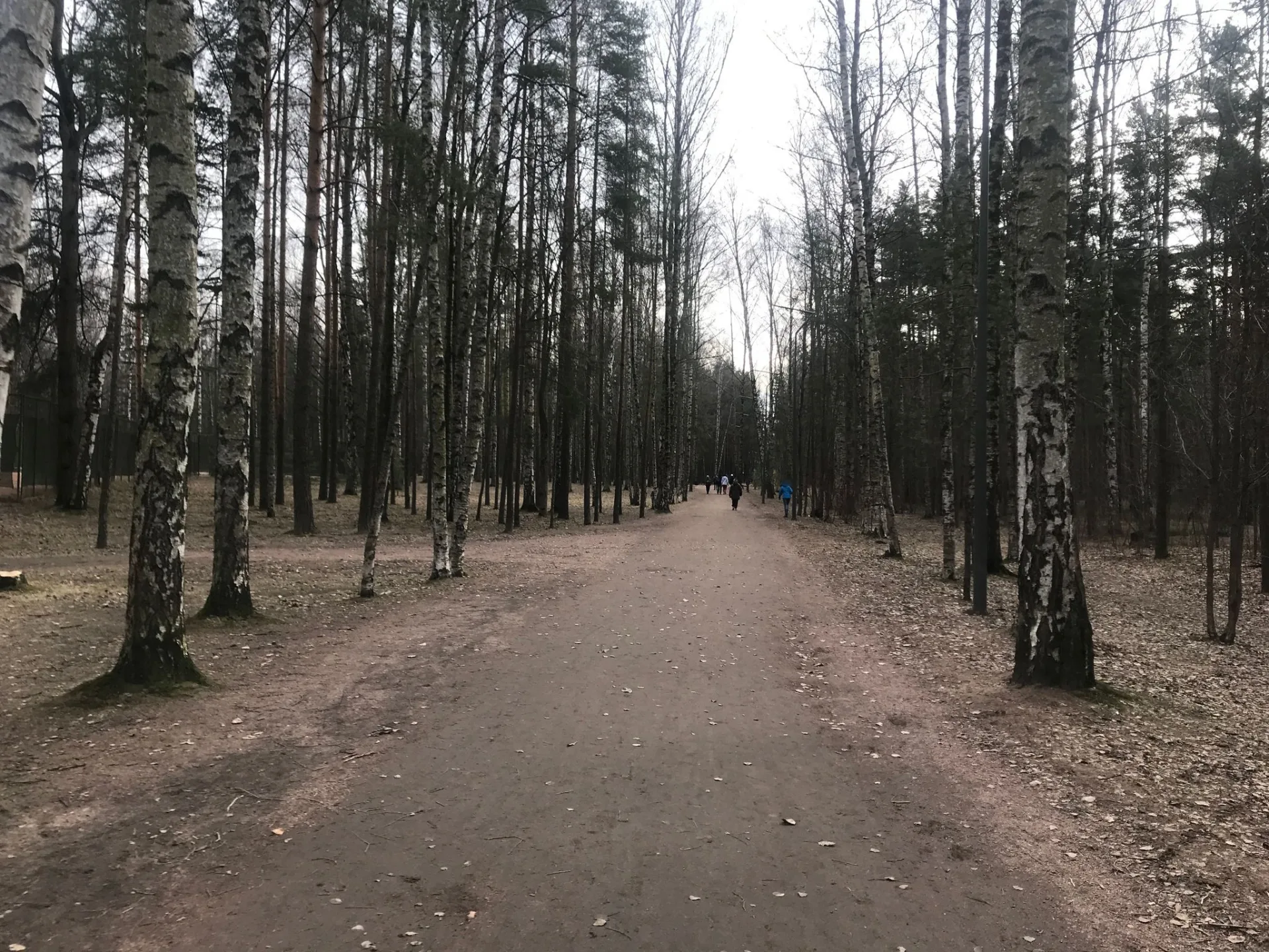 Маршрут «Сосновка — Удельная», 11,3 км